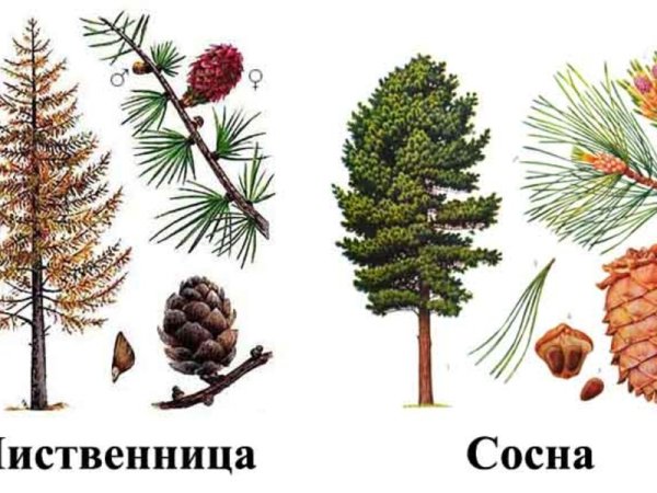 Сосна обыкновенная шишки и хвоинки