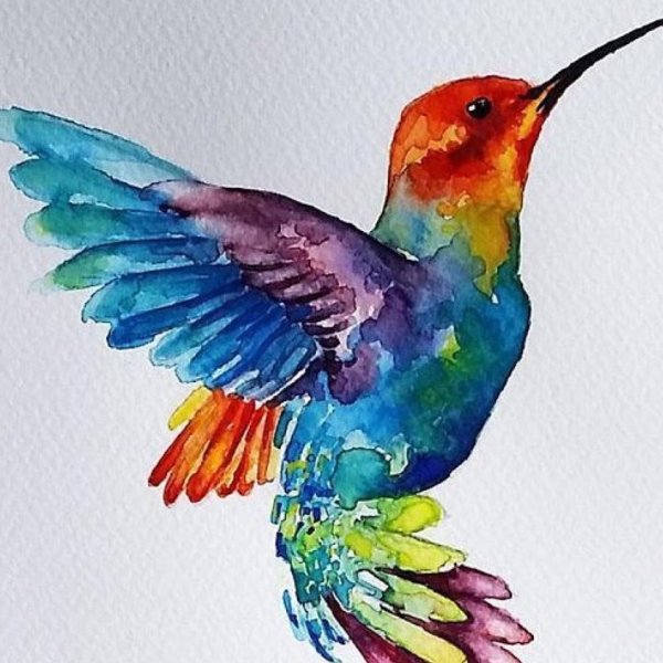Колибри цветными карандашами