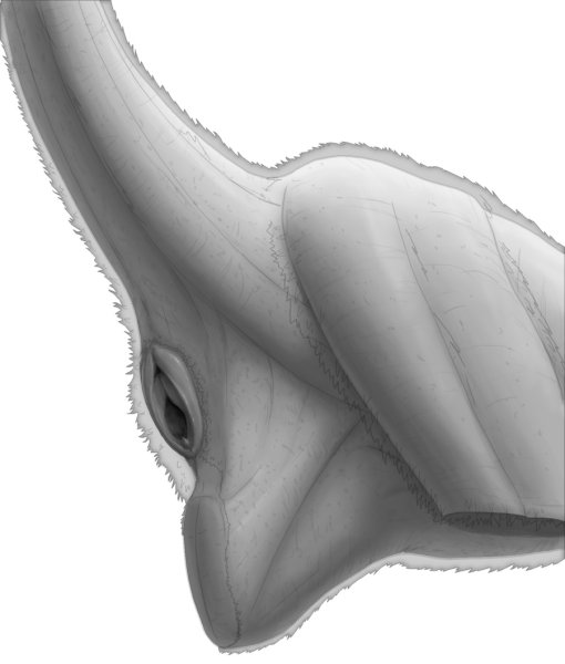 Маска раптора с хвостом