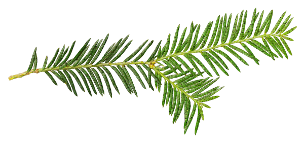 Веточка ели