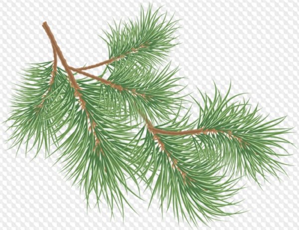 Ветка хвои на белом фоне