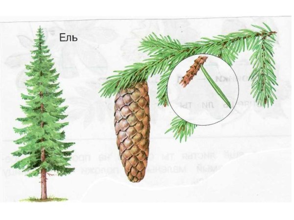 Ель шишки и хвоинки окружающий мир
