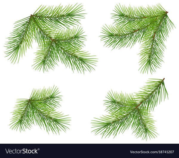 Пушистая елочная ветка