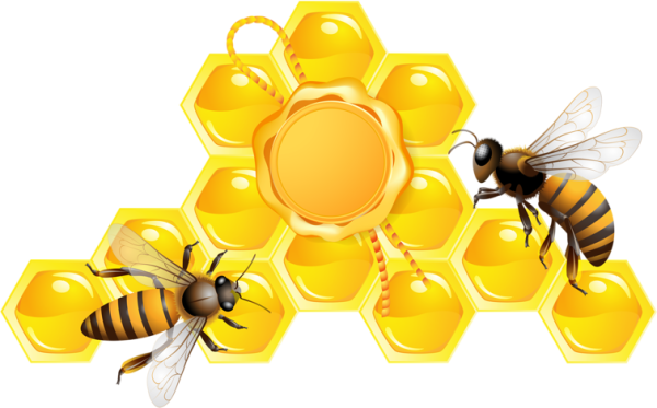 Мед соты пчелы