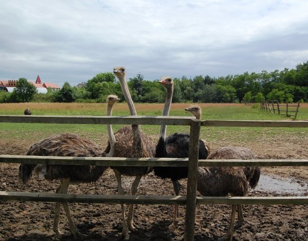 Страусиная ферма Кобрин