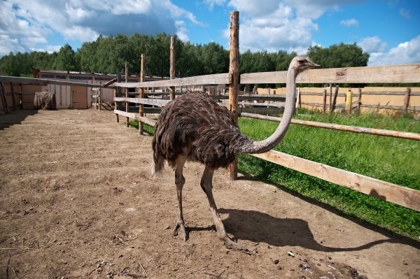Ольгово страусиная ферма