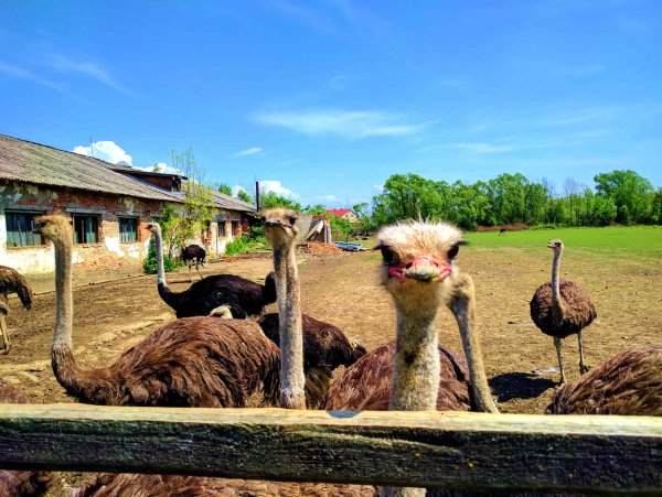 Ольгово страусиная ферма