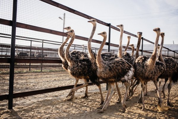 Казеевка Пензенская страусиная ферма