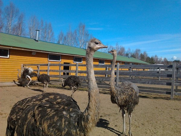 Страусиная ферма Белгородская