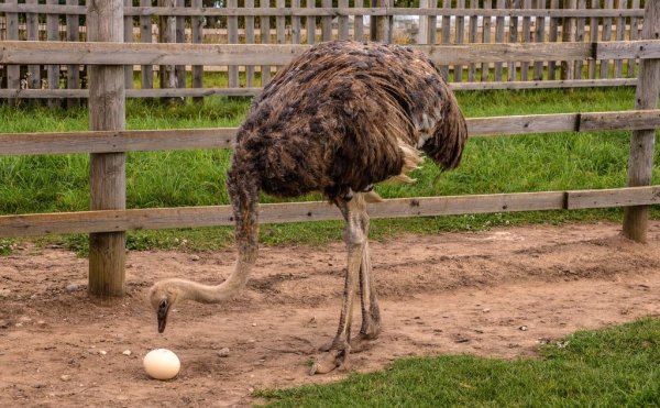 Страусиная ферма Псков Изборск