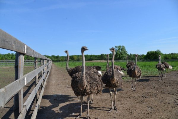 Страусиная ферма село Пестравка