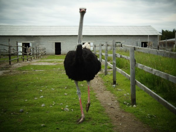 Страусиная ферма молочный Мурманская область