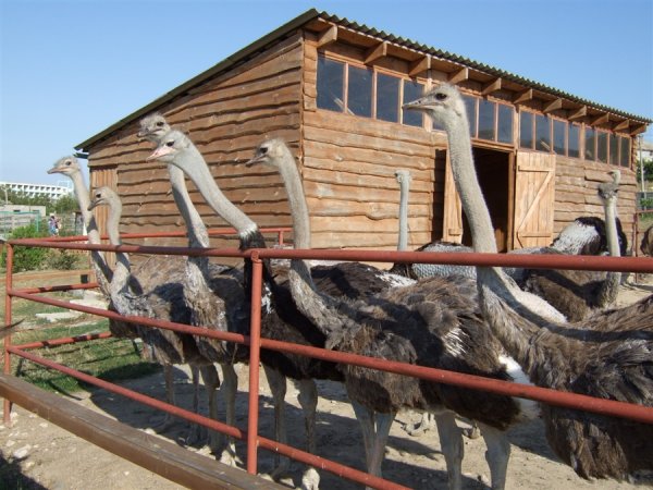 Страусиная ферма поселок за родину