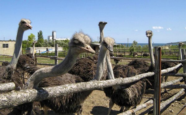 Сергиев Посад страусиная ферма