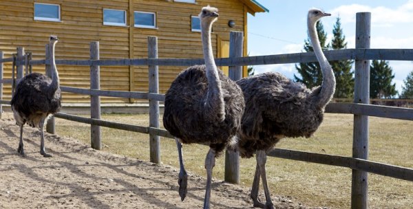 Страусиная ферма Казань Высокогорский район
