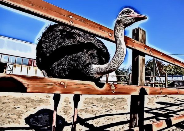 Страусиная ферма Иваново