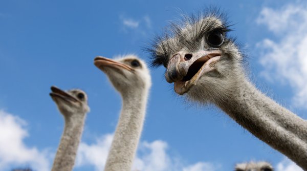 Страусы Серпухов