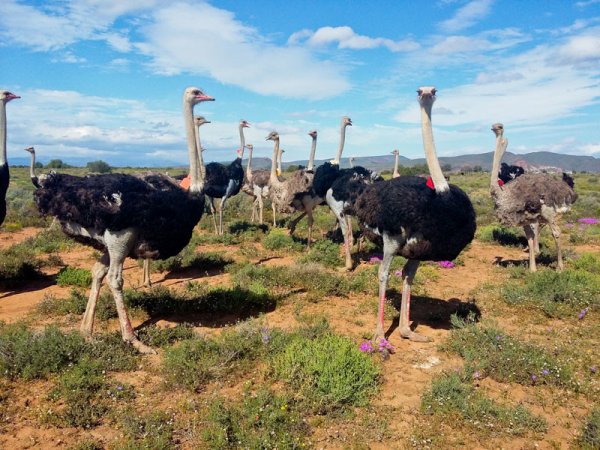 Страусиная ферма ЮАР