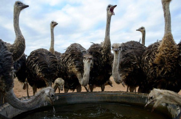 Страус эму ферма