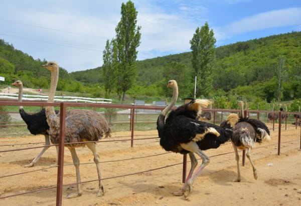 Ферма страусов Казань Ямашурма