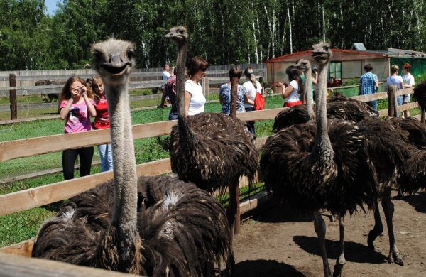 Усть-Заостровка Омская область страусиная ферма