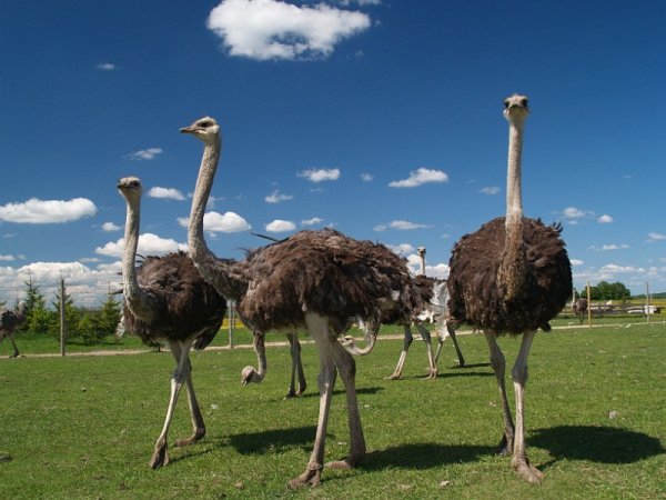 Страус эму ферма