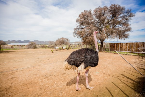 Страусиная ферма Африка