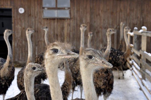 Деревня Заосиново Пермь страусиная ферма