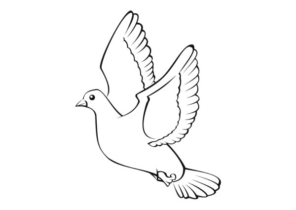 Голубь раскраска