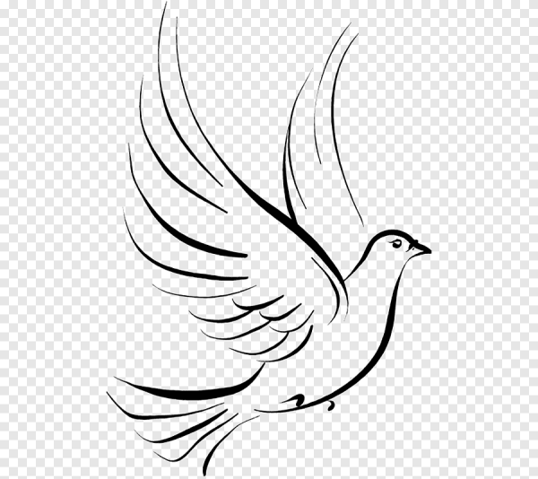 Голубь Графика