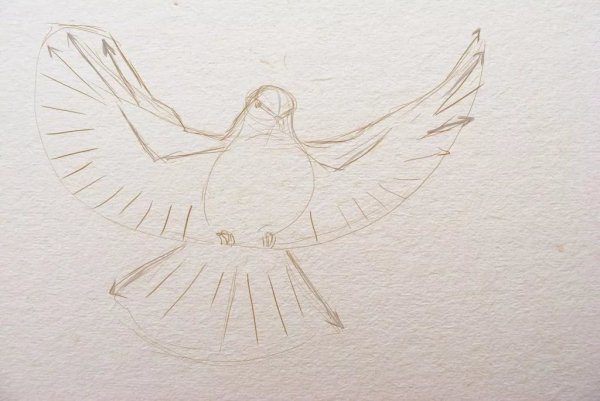 Голубь набросок