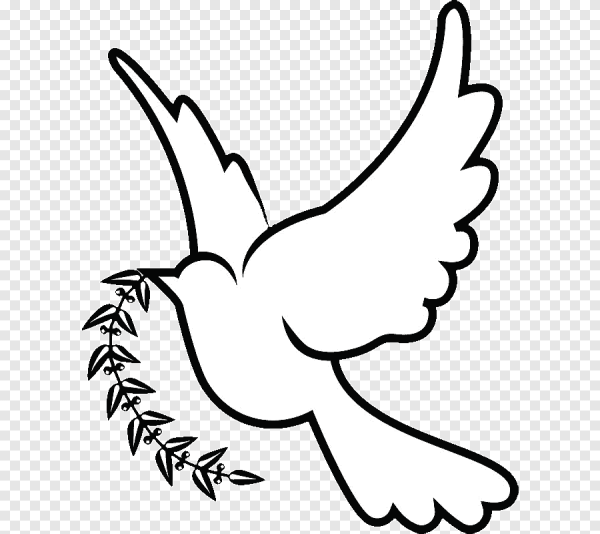 Картинка белый голубь мира