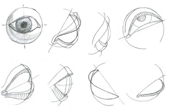 Баммес анатомия глаз
