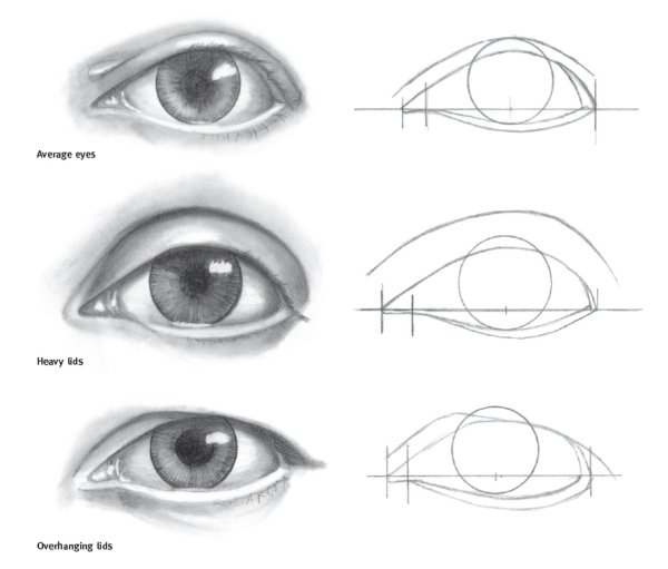 Пропорции глаза для рисования
