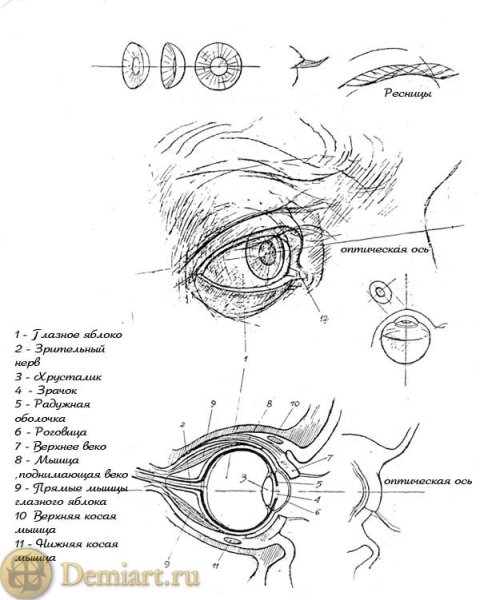 Пластическое строение глаза