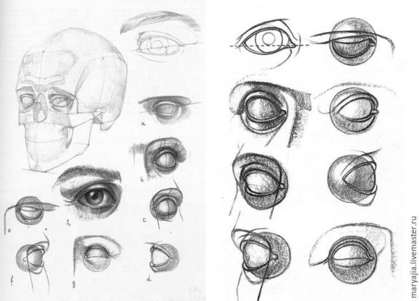 Глаз сбоку референс