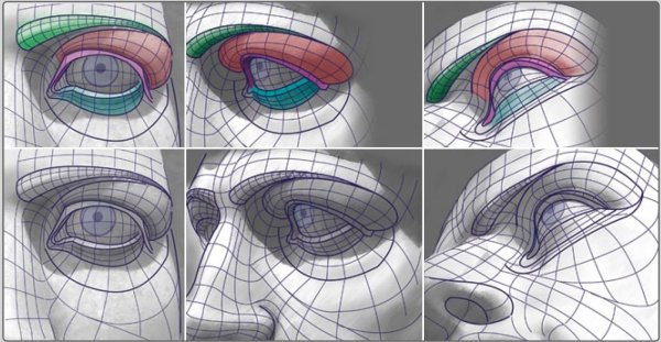 Пластическая анатомия глаза