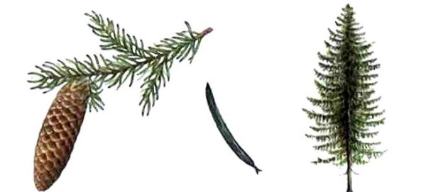 Хвоинки ель обыкновенная нарисовать