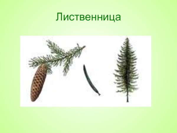 Ель обыкновенная ее хвоинки