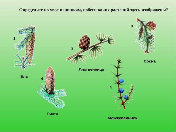 Иголки ели и сосны