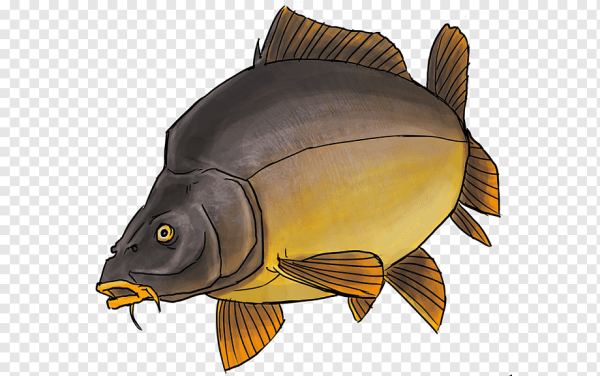 Карп для детей