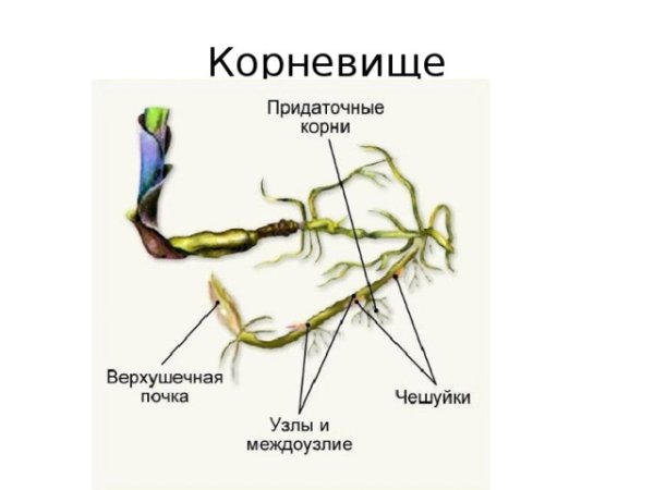Строение корневища пырея схема