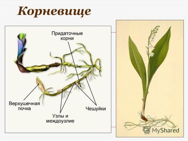 Пырей ползучий видоизменение побега