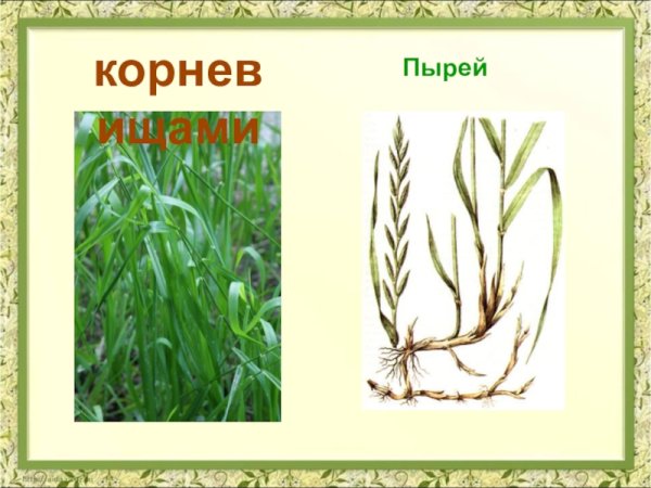 Пырей ползучий побег