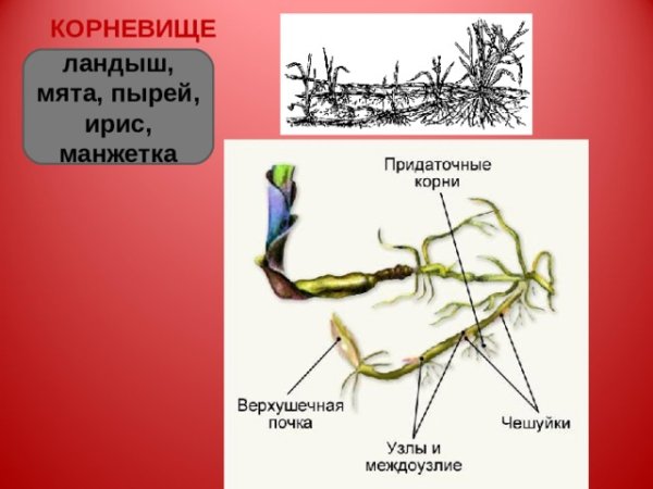 Корневище пырея ползучего строение