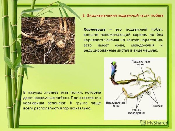 Видоизменённый побег корневище пырей