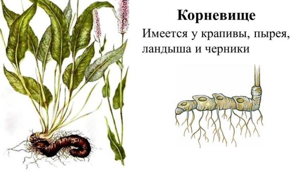 Корневище пырея это видоизмененный побег