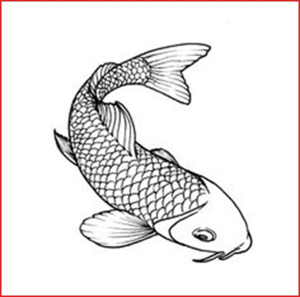 Зарисовки рыб