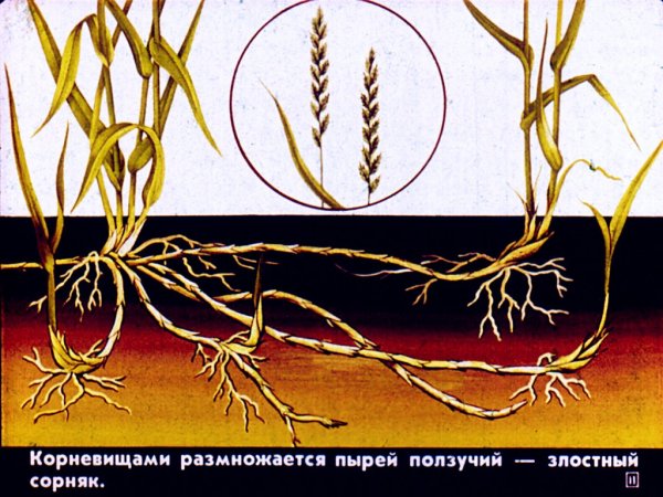 Пырей ползучий корневище