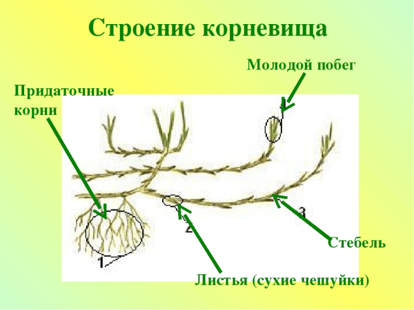 Строение корневища пырея схема